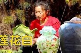 《白莲花》全季免费观看，尽享精彩剧情与角色发展。