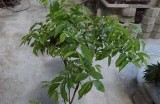 水梅的精彩瞬间：分享100部精彩免费视频，带你领略绝美画面和动人故事！