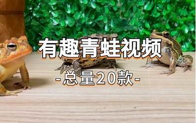 小青蛙的成长故事：趣味动画视频分享与互动体验