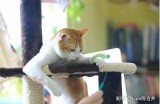 为您推荐成人猫咪主题的互动网站入口，探索趣味内容与社区。