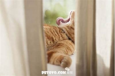《喵星人冒险记：探索奇幻世界的猫咪大联盟》