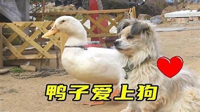 萌趣大黄鸭视频，带你领略欢快时光和趣味生活！