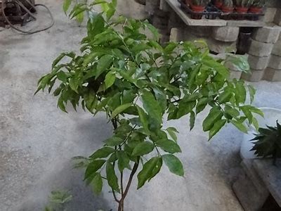 水梅的精彩瞬间：分享100部精彩免费视频，带你领略绝美画面和动人故事！